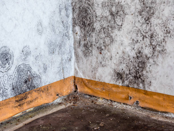 Best Basement Mold Removal  in New Wilmington, PA